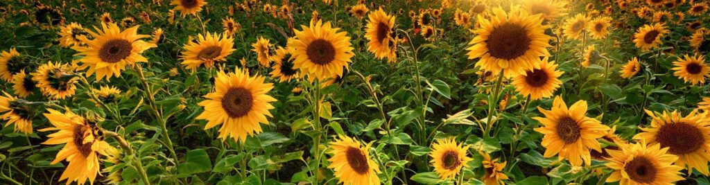 Make a one-time donation or set up a regular monthly donation